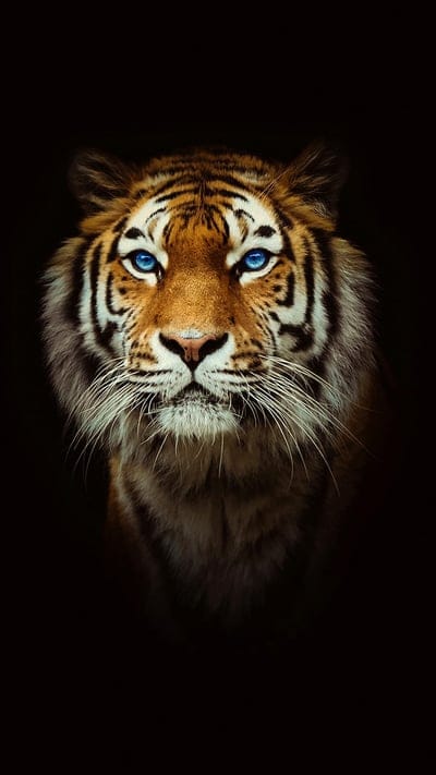 Tiger, blue eyes, big cat, animal portrait, dark background, intense gaze, wild animal, nature, powerful, captivating, feline, stripes, majestic, predator, wildlife, expressive, stunning, untamed, close-up, orange and black