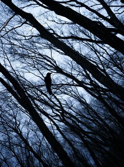 rook,bird,branches