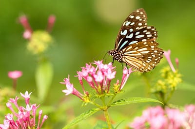 Butterflies,Butterflies wallpaper,Butterflies background,insects