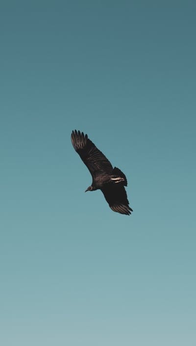 vulture,bird,sky,fly,soar
