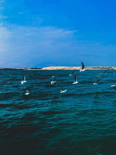 seagulls,birds,sea,waves,shore,beach,blue sky