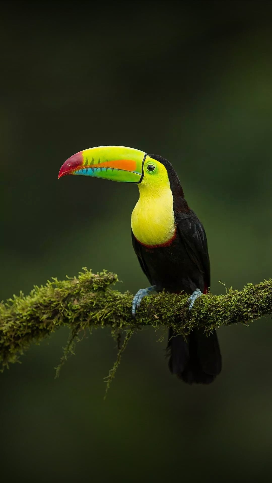 Keel-billed toucan with a rainbow beak sits on a mossy green branch against a dark tropical rainforest backdrop.