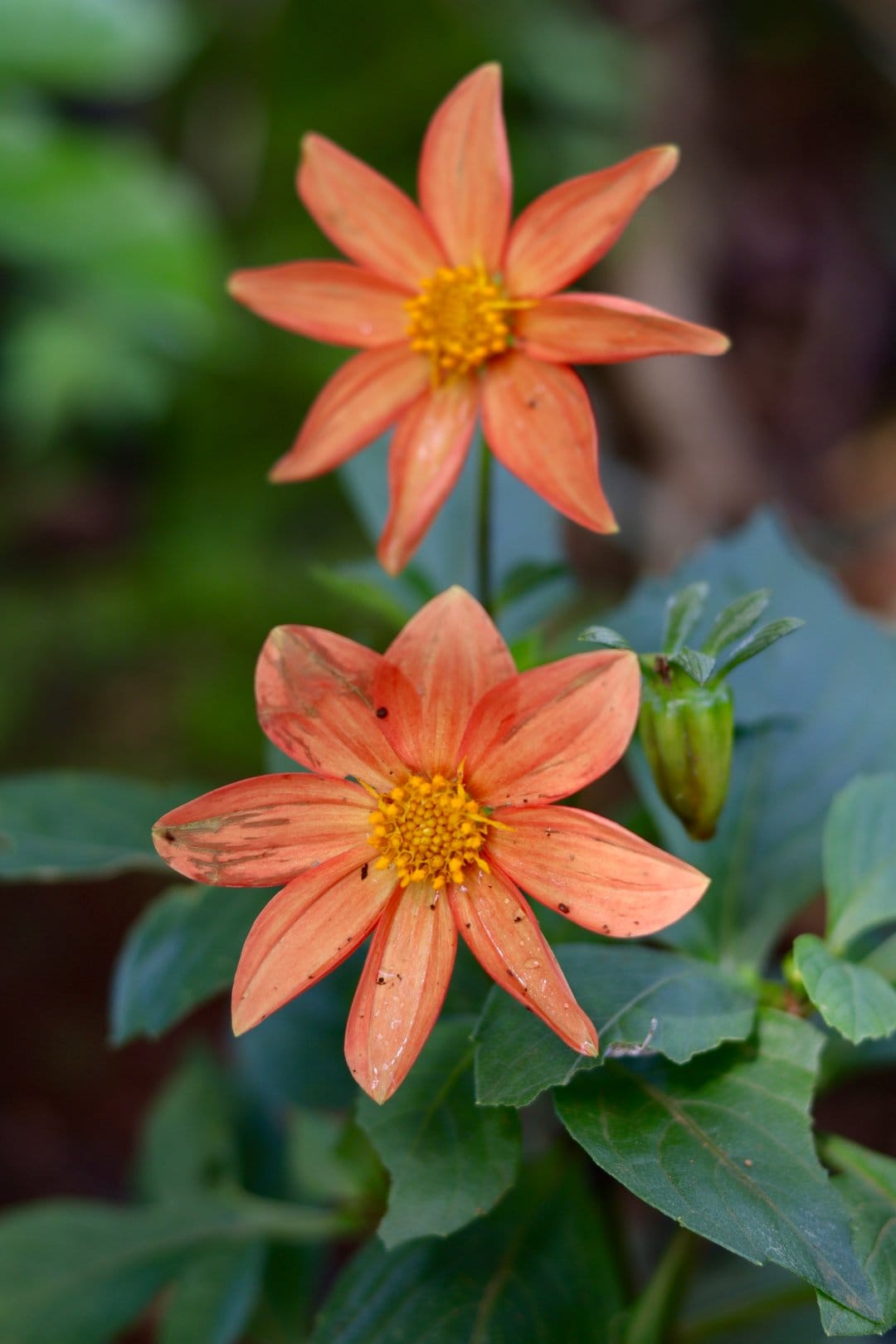 Two orange dahlia flowers with yellow centers bloom amidst green leaves and a small flower bud in a sunny garden.