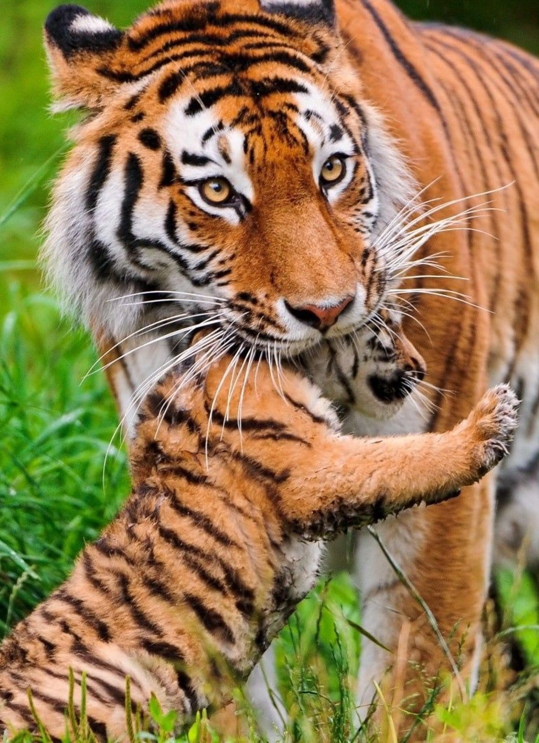 Mother tiger gently carries her small cub in her mouth while walking through tall blades of green forest grass.