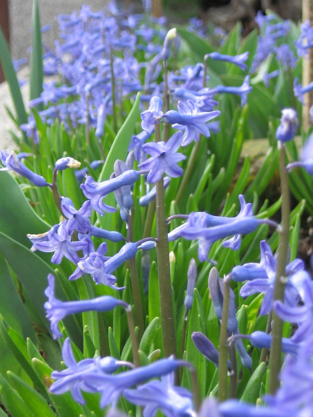 Blue hyacinth flowers with star-shaped petals and green leaves against a soft-focus blurred garden background.
