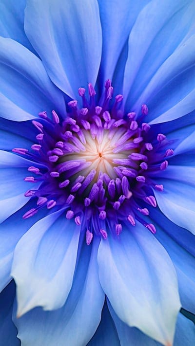 flower,petals,blue,macro,plant