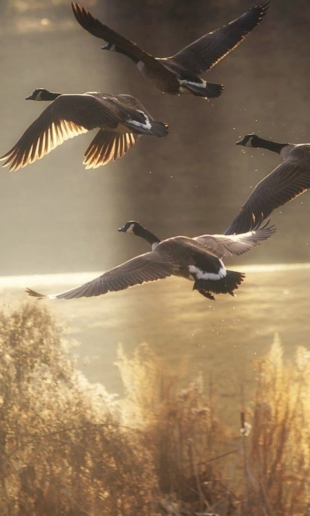 Canada geese fly over a misty river at sunset with golden light illuminating their wings and foreground reeds.