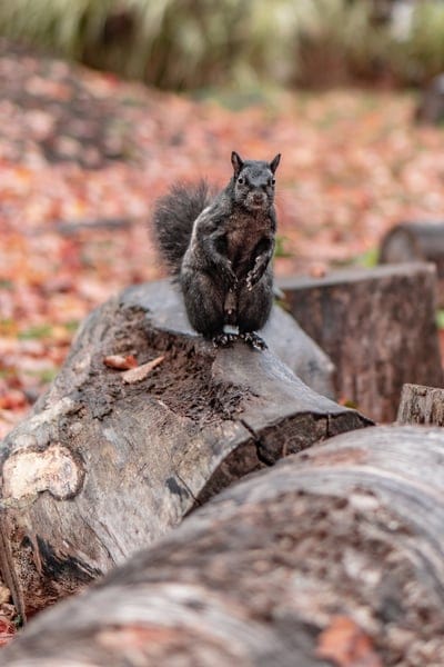 squirrel,rodent,lock screen wallpaper,phone wallpaper,animal,wildlife,beautiful wallpaper,fall,forest,iPhone wallpaper,iPad wallpaper,autumn,Samsung wallpaper,mobile wallpaper,nature,mobile wallpaper 4K,wallpaper