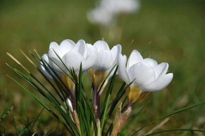 White crocus flowers with yellow stamens bloom in green grass with a soft-focus meadow background in sunlight.