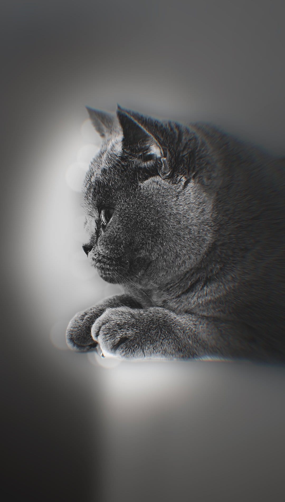 British Shorthair cat in a grayscale profile view with soft fur and bokeh lights for a mobile background.