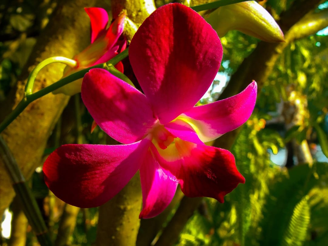 Fuchsia-pink orchid bloom with delicate petals centered in a sun-dappled tropical garden with lush green leaves.