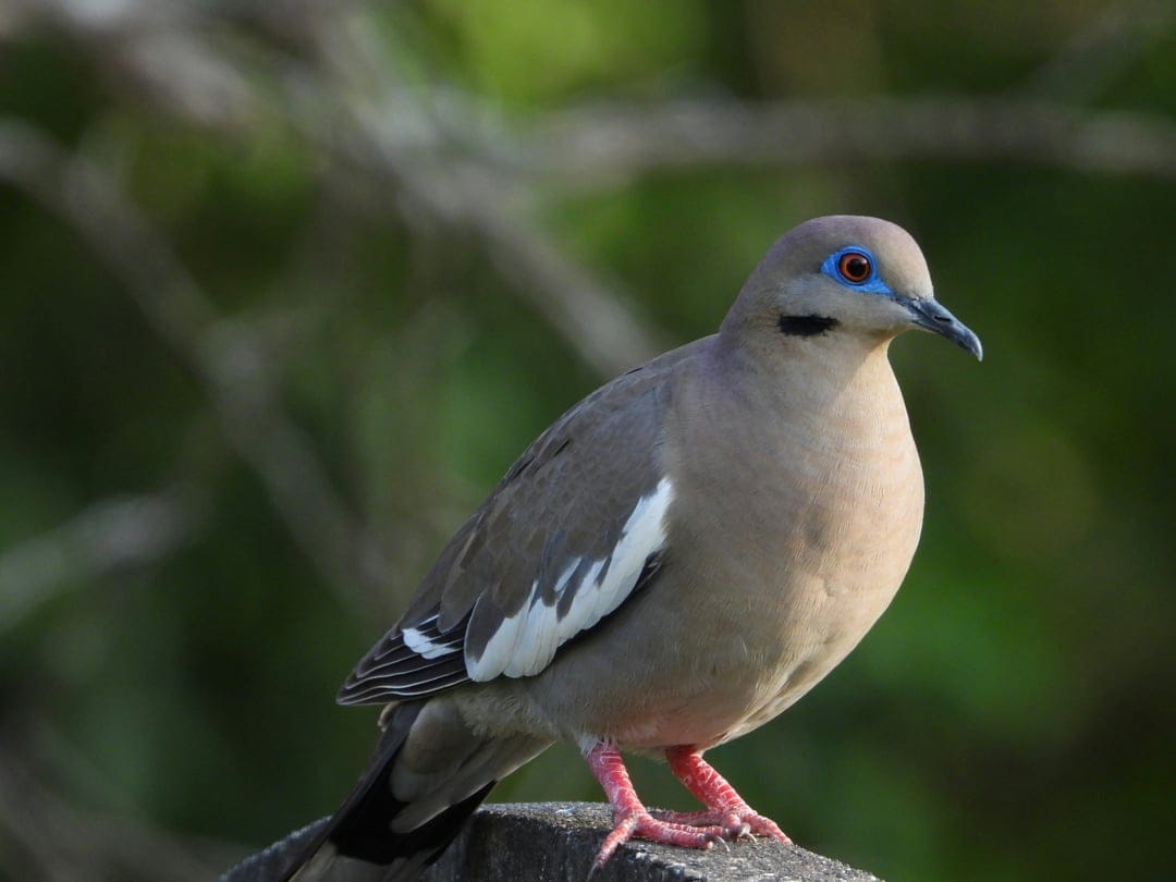 White-winged dove with blue eye rings perched on wood against a blurred green background in a vertical shot.