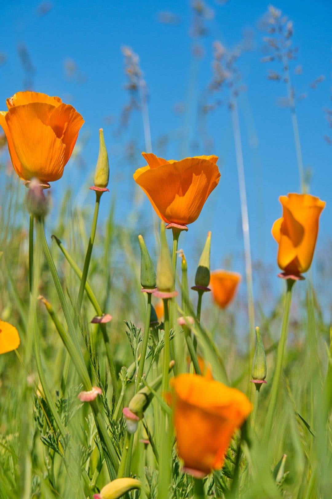 California poppies with orange petals bloom against a clear blue sky amidst green stems and wildflower buds.