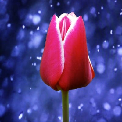 Pink and white tulip petals with a soft macro focus against a blurred background of glowing blue bokeh circles.