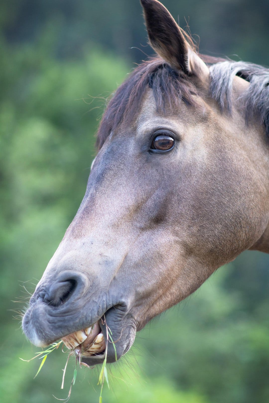 Brown horse head close-up chewing green grass in a sunlit pasture with a soft-focus bokeh background.