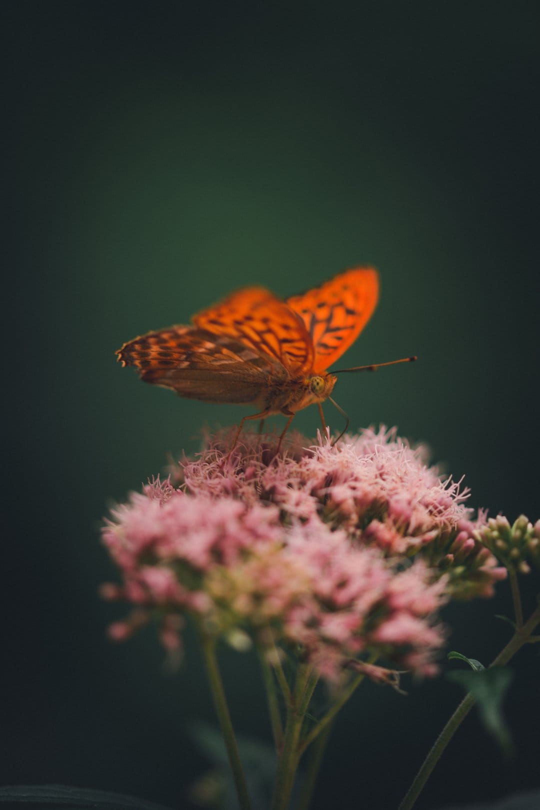 Orange butterfly with black-veined wings rests on a pink flower cluster against a dark blurred forest background.