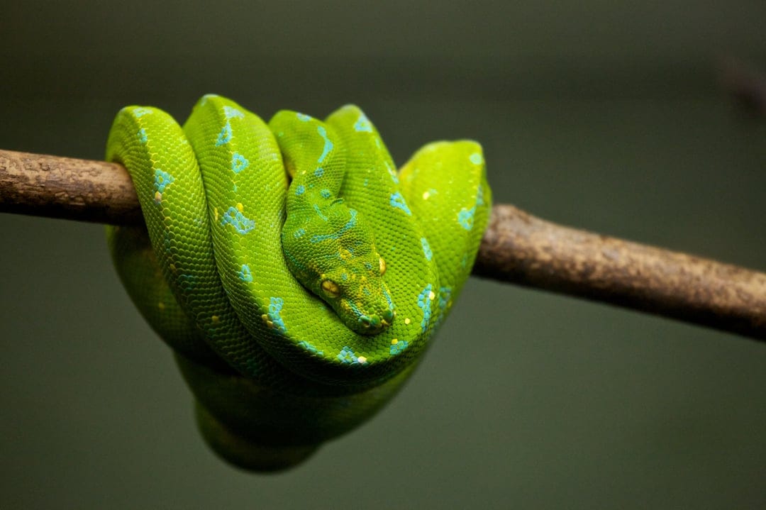 Green tree python with emerald scales and blue markings coiled on a rough branch against a blurred background.