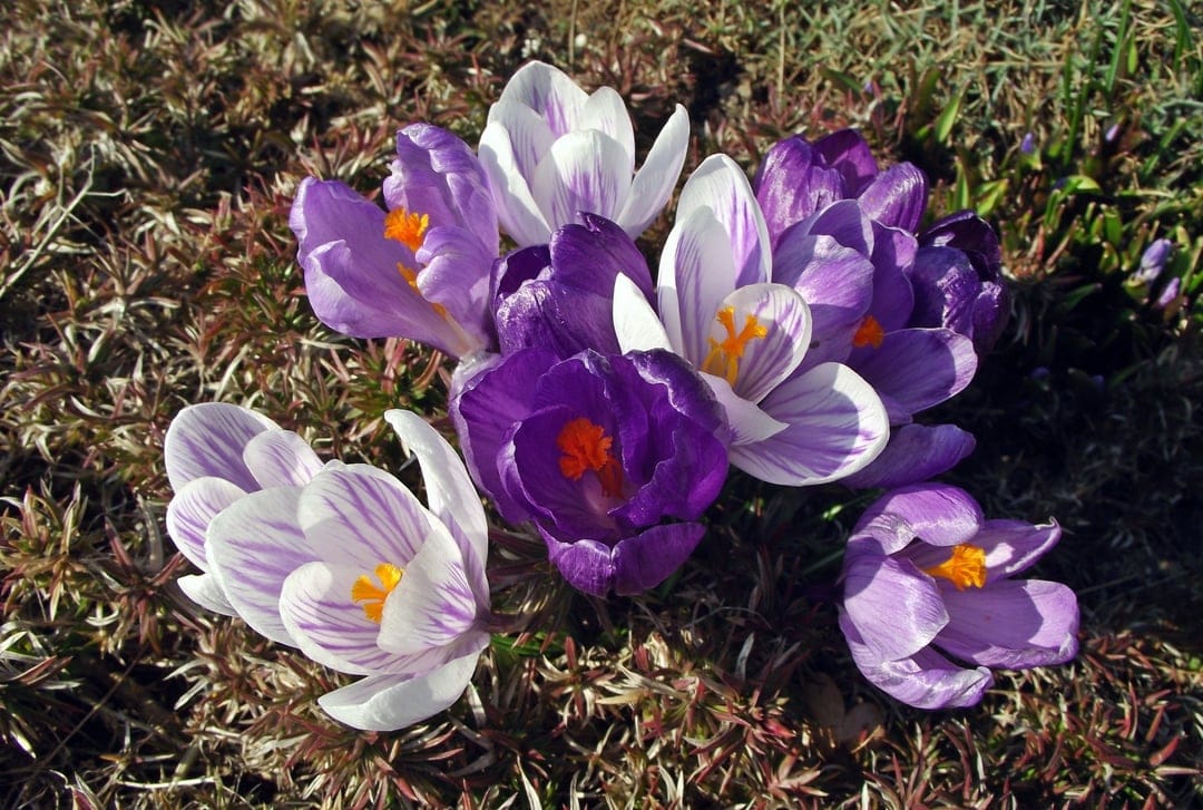 Purple and white striped crocus flowers with orange stamens bloom in a sunlit spring garden at ground level.