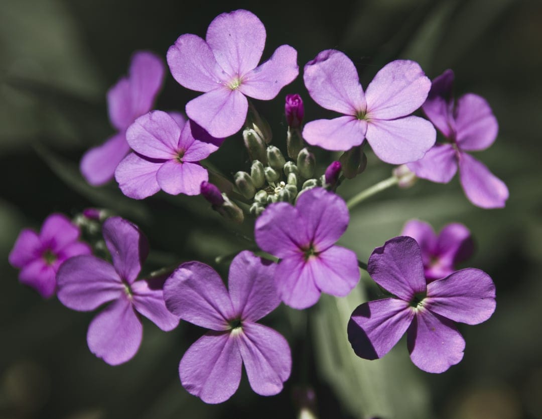 Purple Dame's Rocket flowers with four petals and yellow centers bloom against a dark blurred green background.