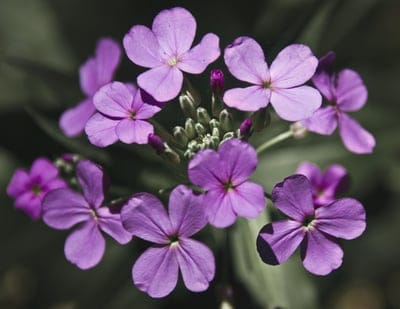 Dame's Rocket, Hesperis matronalis, purple flowers, wildflowers, spring blossoms, summer flowers, floral macro, nature photography, garden flowers, perennial flowers, fragrant flowers, close-up, botanical, purple bloom, delicate petals, spring garden, outdoor nature, flowering plant, purple hue, soft focus, detail shot, vibrant color