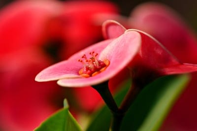 Pink Crown of Thorns flower with orange centers and red anthers against a soft-focus red floral background.