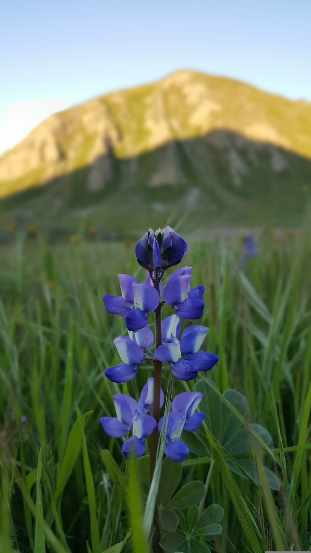Purple lupine wildflower in a green meadow with jagged mountain peaks under a golden sunset sky.