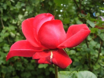 Deep red rose petals with velvety textures bloom against a soft-focus green garden in a vertical macro view.