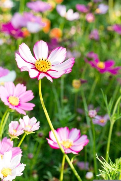 Pink and white cosmos flowers with yellow centers grow in a soft-focus meadow under gentle natural sunlight.