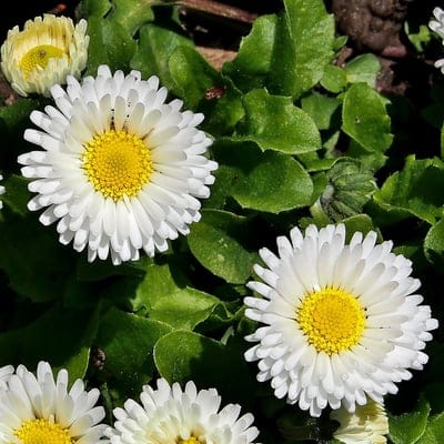 White daisies with yellow centers bloom among green leaves and a single bud in a macro botanical scene.