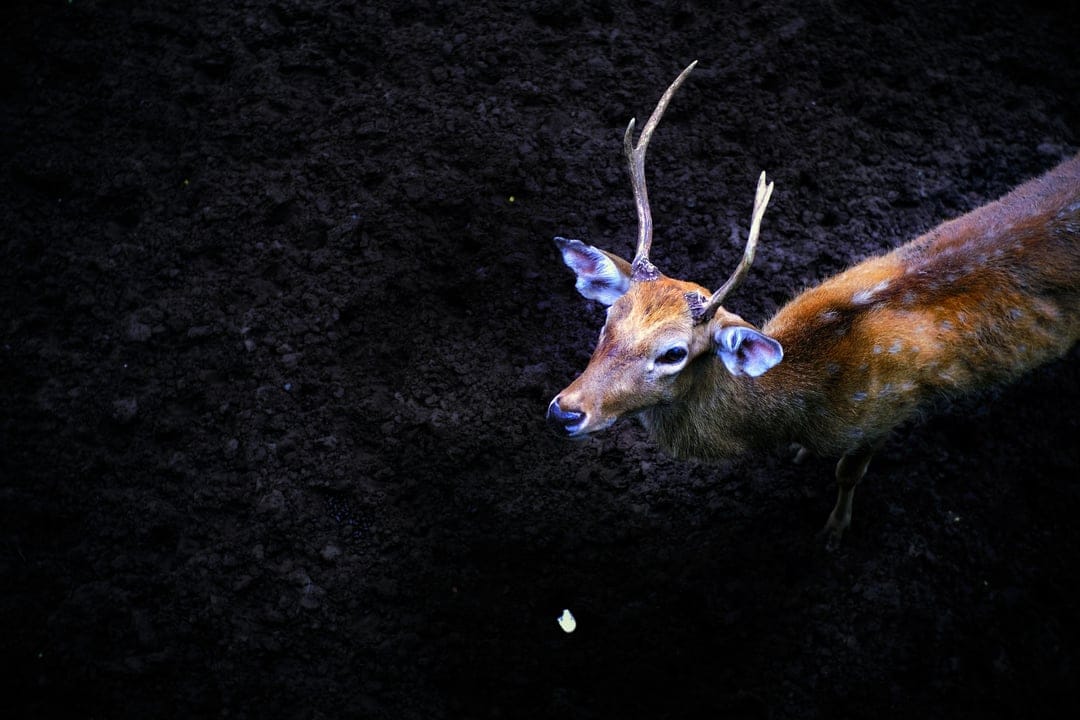 Deer with small antlers stands in a dark forest with brown fur contrasting against a blackish soil background.
