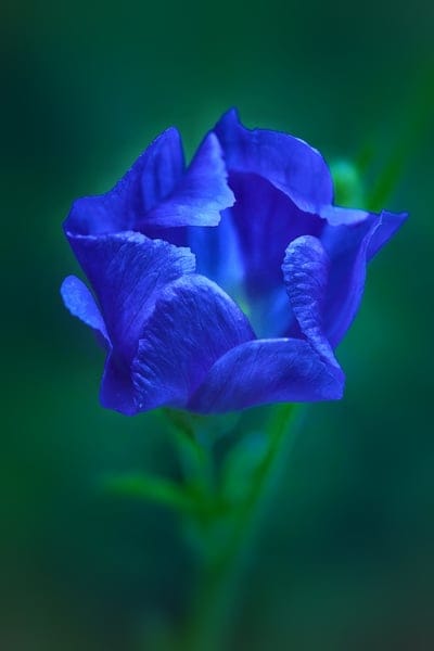 blue,flower,flower wallpaper,blossom,bloom,nature,garden,macro,beautiful flowers,flower background,close up