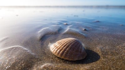 sea creator,animal,desktop wallpaper,clam wallpaper,clam