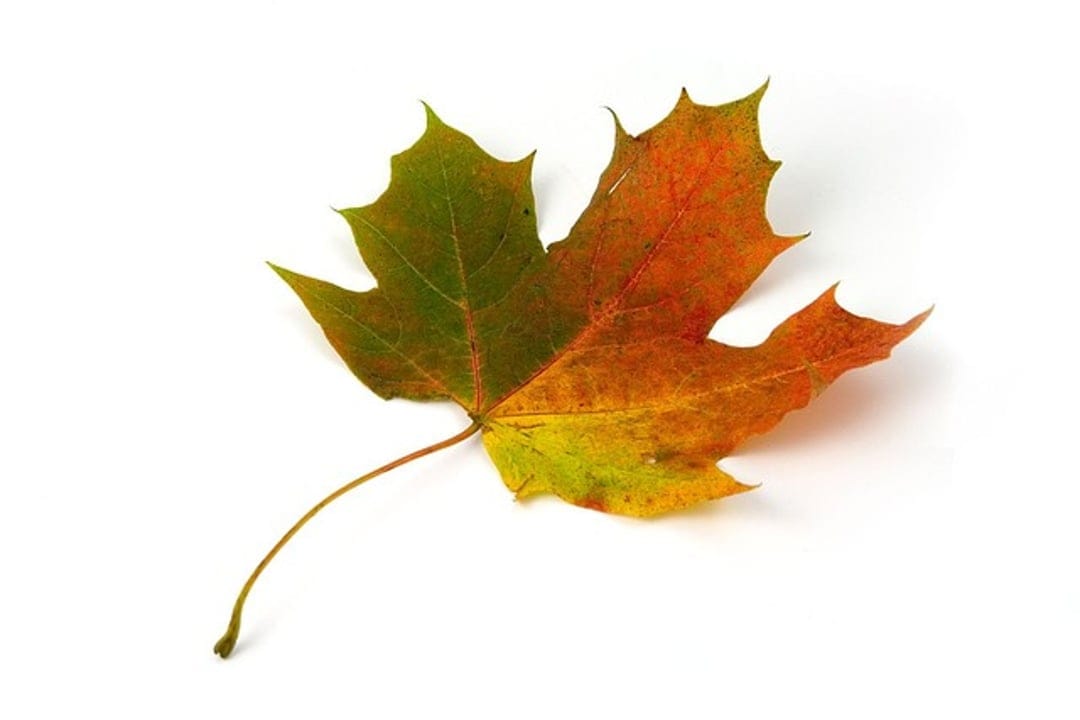 Maple leaf with a green and orange color gradient rests on a plain white background, showing detailed veins.