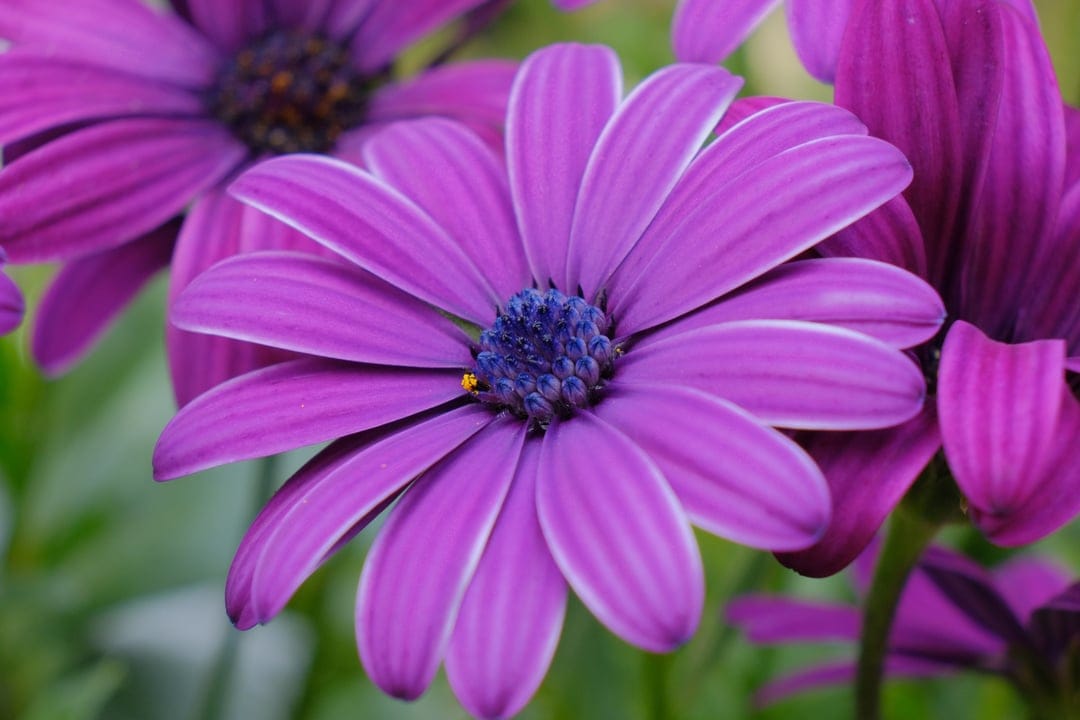 Purple African daisy petals radiate from a navy center, captured in a close-up macro with blurred foliage.