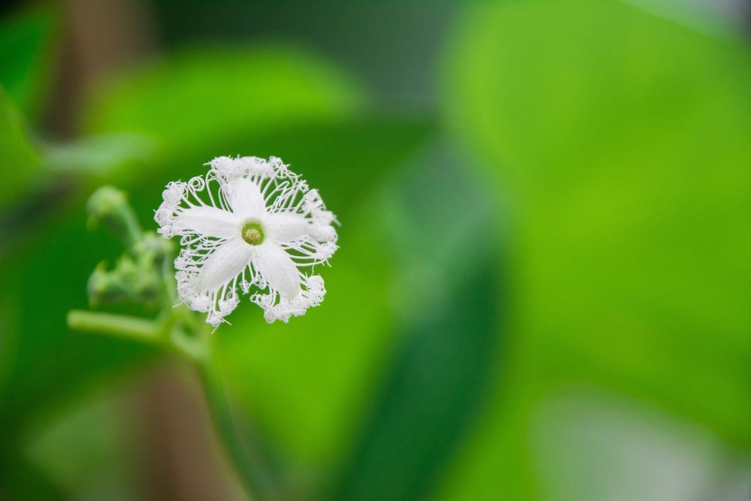 White snake gourd flower with lacy fringed petals and a green center against a blurred leafy background.