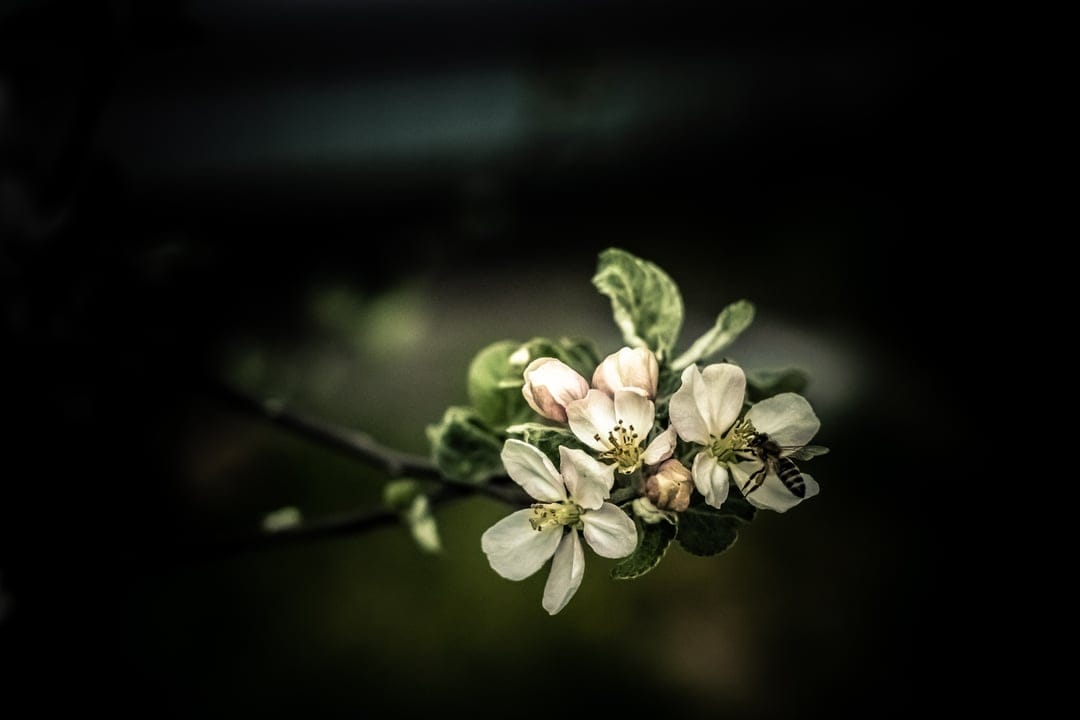 Honeybee collecting nectar from pink and white apple blossoms on a branch against a dark, blurred background.