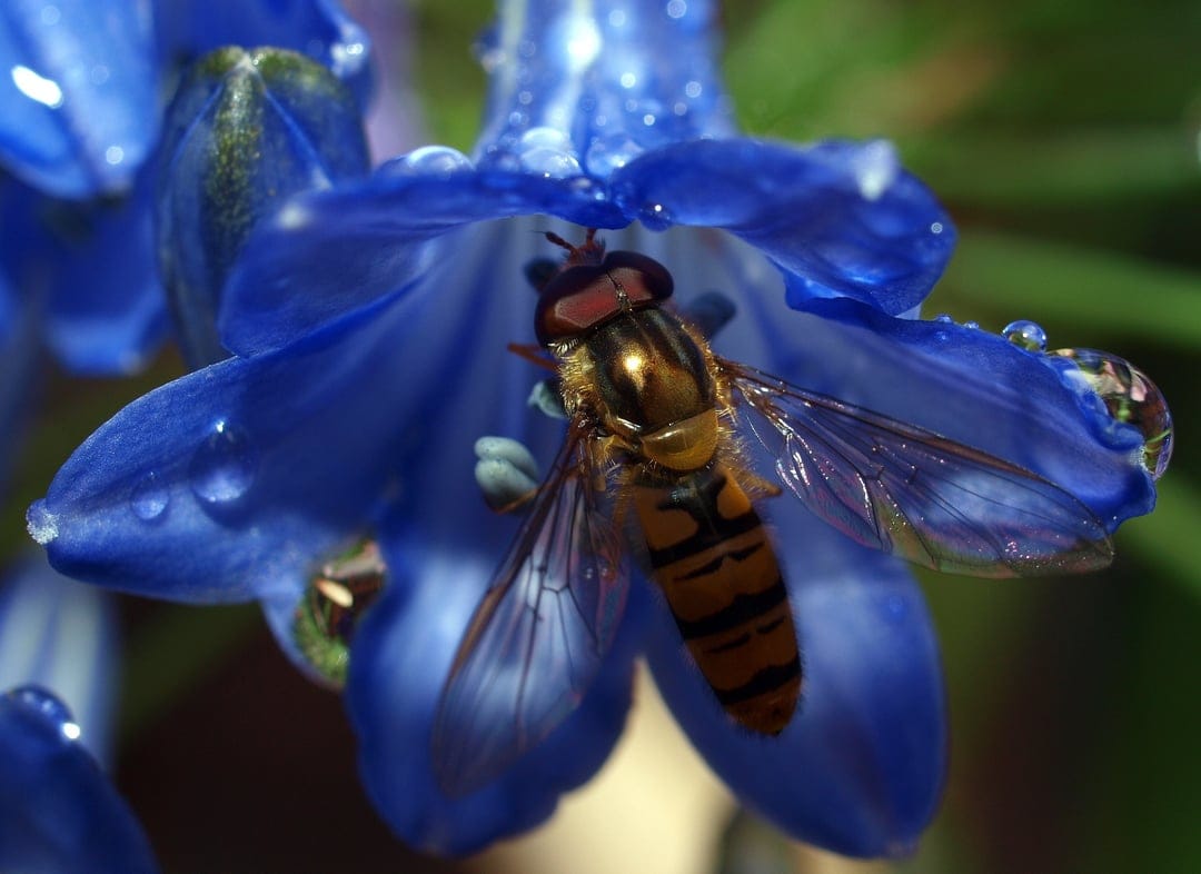 Hoverfly with yellow stripes inside a bluebell flower covered in tiny, glistening water droplets after rain.