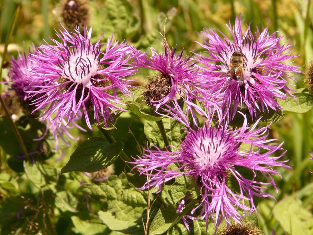 Honeybee covered in yellow pollen sits on a vibrant purple thistle flower with sharp petals in a grassy meadow.