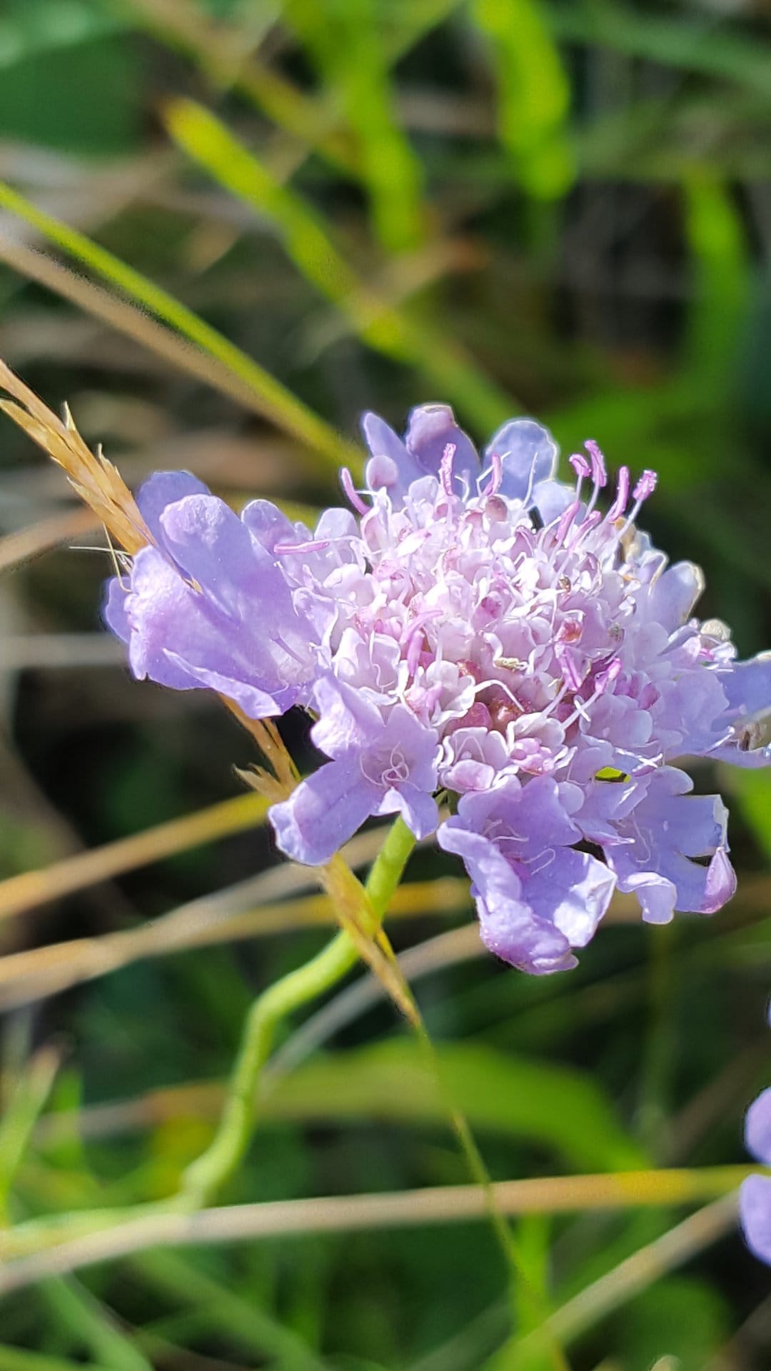 Purple pincushion flower with detailed stamens in a blurred green meadow, showing macro botanical textures.