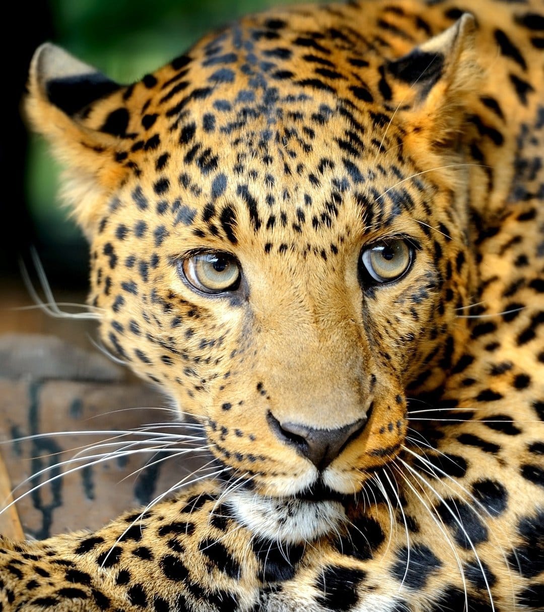 Leopard face close-up showing green eyes, black rosettes on golden fur, and long white whiskers in sharp detail.