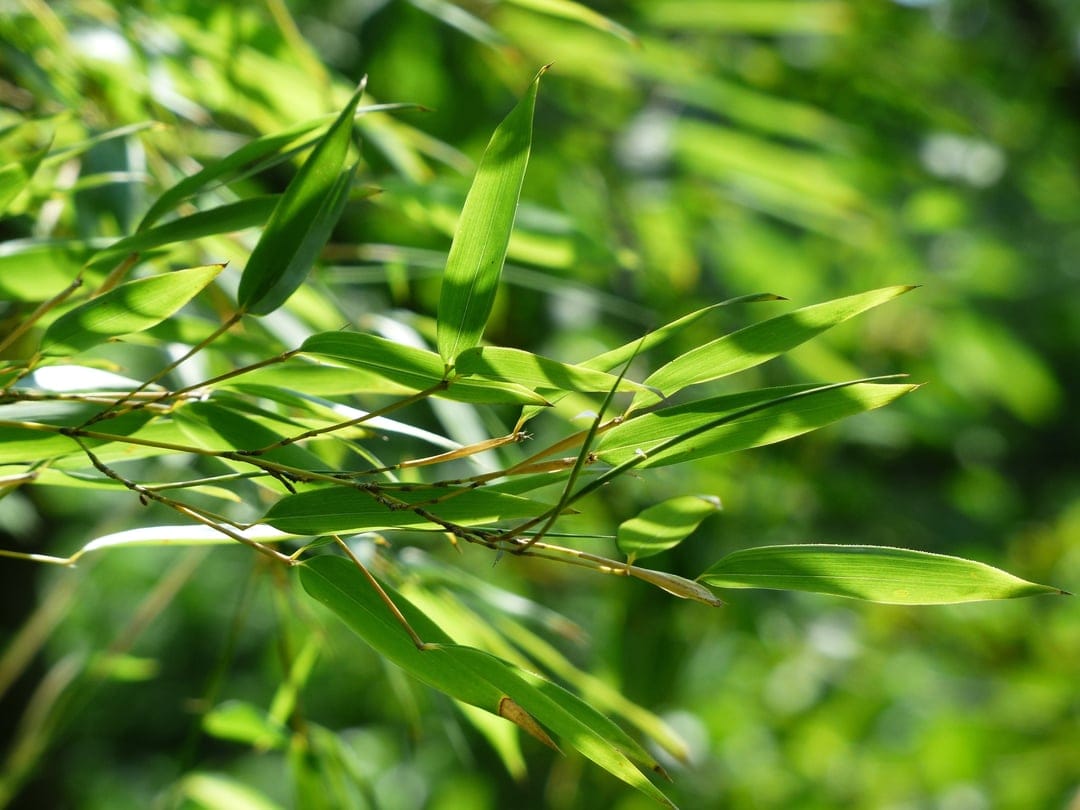 Green bamboo leaves with visible veins glow under bright sunlight against a blurred soft-focus background.