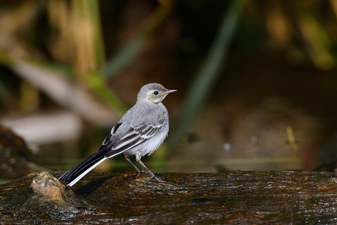 White Wagtail bird with grey feathers perched on a dark wet log near water with soft bokeh reed background.