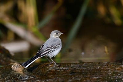 bird,4k wallpaper,wallpaper 4k,white wagtail,windows wallpaper,perched,free wallpaper,nature background,free background,wallpaper hd,feathers,laptop wallpaper,plumage,hd wallpaper,passerine,nature wallpaper,avian,desktop backgrounds,beautiful wallpaper,ma