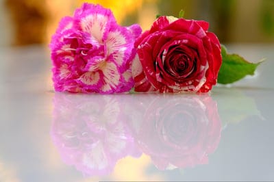 Striped red rose and pink carnation reflect on a black glossy surface with a soft-focus bokeh background.