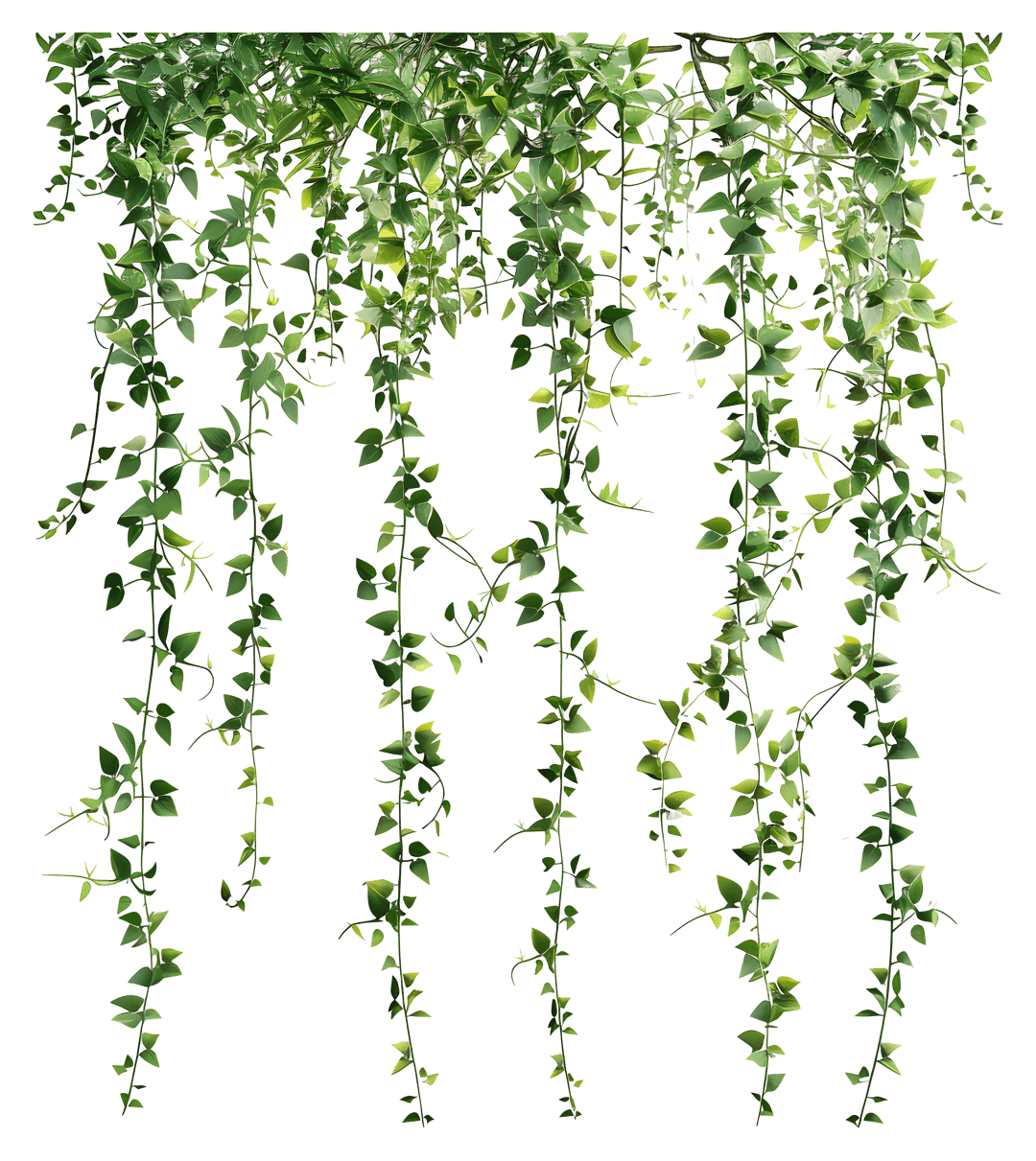 Trailing ivy leaves hang down vertically featuring realistic textures and vibrant green organic stems.