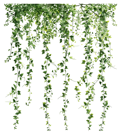 hanging vines,indoor greenery,green vines,nature decor,botanical theme,eco-friendly design,home decoration,gardening inspiration,lush plants,aesthetic growth,earthy vibe,leafy accents,sustainable decor,living wall,urban jungle 