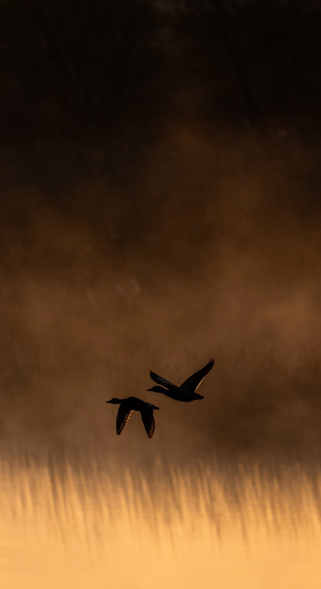 Two duck silhouettes fly across a fiery orange and brown sunset sky with soft atmospheric cloud layers.