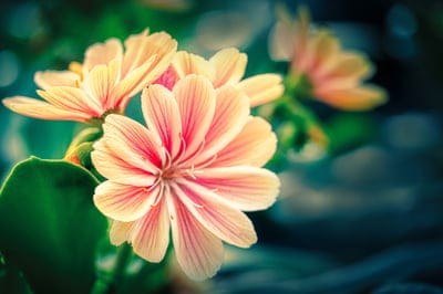 Pink and yellow flower petals with red veins focus sharply against a blurred dark green and teal background.