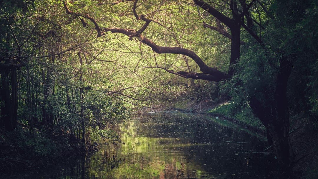 Sunlit river flowing through a dense green forest with light filtering through trees and reflecting on water.