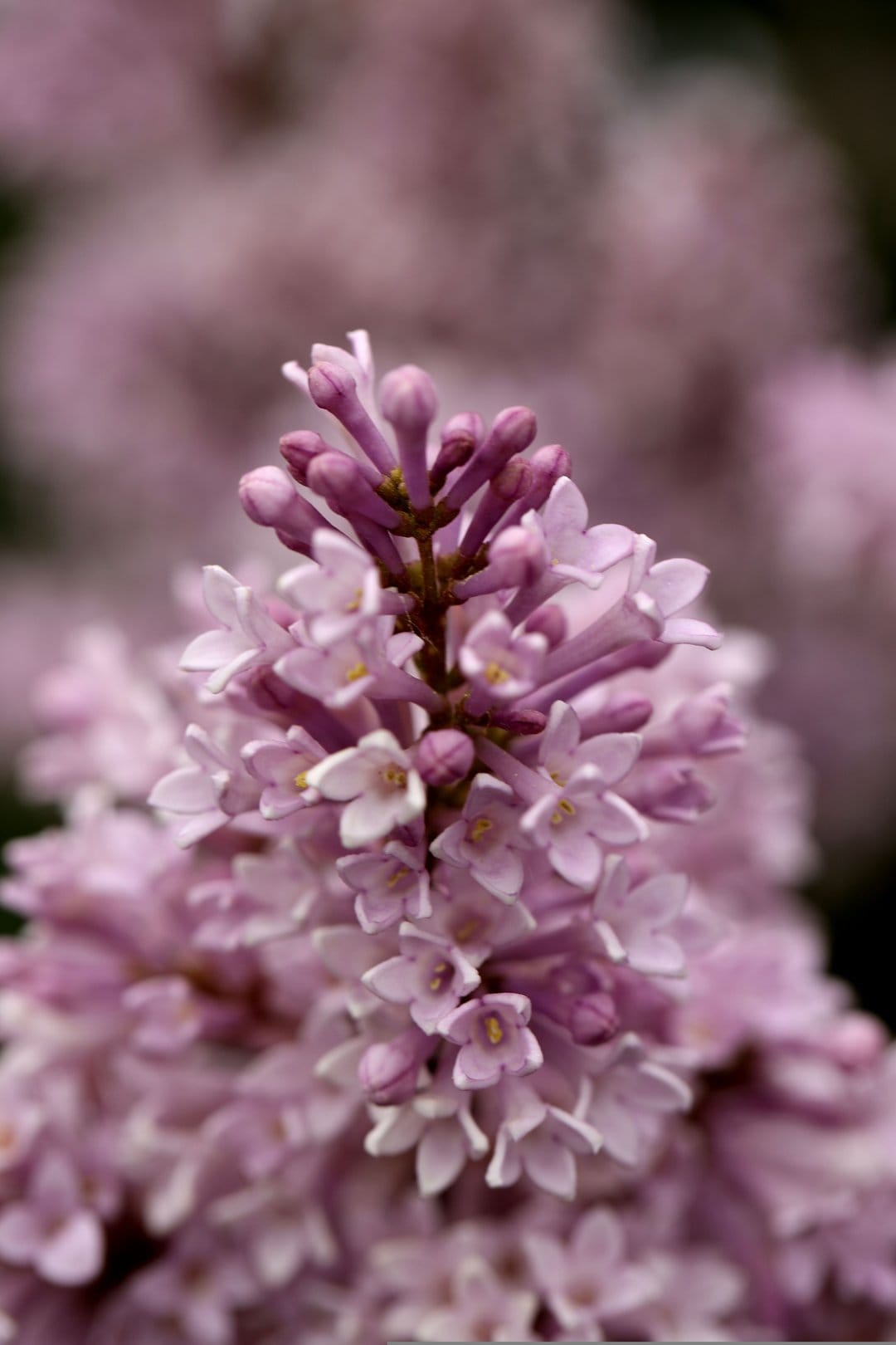 Purple lilac flower clusters with soft petals and small buds captured in a close-up macro view with bokeh background.